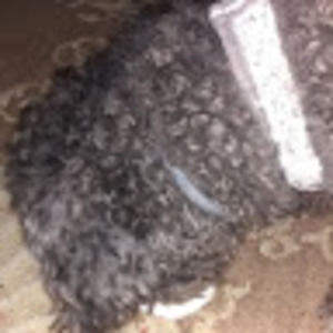 Meet your Posher, The real